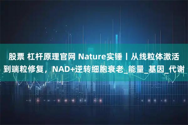 股票 杠杆原理官网 Nature实锤丨从线粒体激活到端粒修复，NAD+逆转细胞衰老_能量_基因_代谢